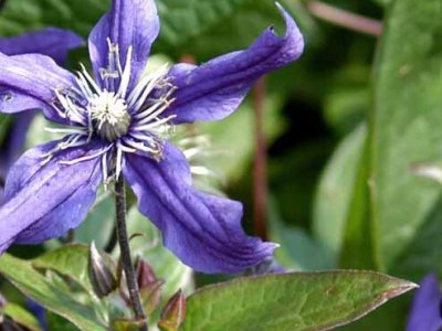 Slyngplanter