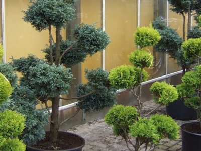 Specielle planter