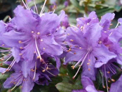 Rhododendron