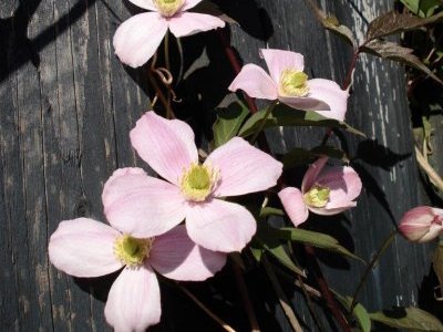 Slyngplanter